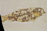 Three Knightia Fossil Fish - Wyoming #88534-2